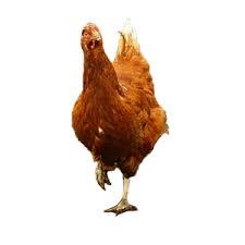 gallina