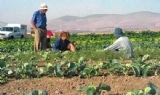 kibbutzim