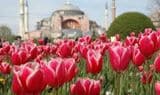 tiempo_de_tulipas