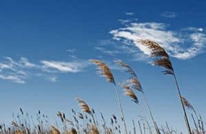 viento