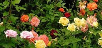 rosas