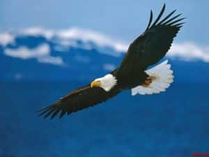 aguila