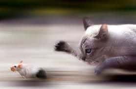 gato_raton