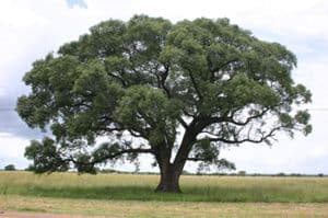 arbol