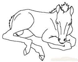 caballo