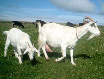 kavra