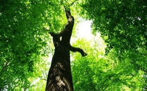 arbol