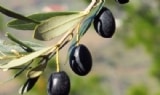 uvas