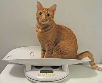 el_gato_ande_esta
