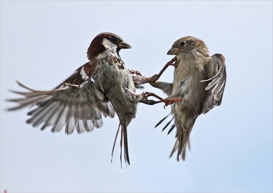 pasharos peleando