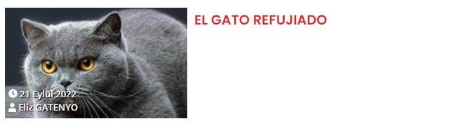 gato refujiado